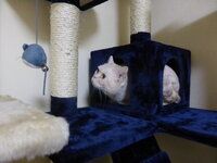 うちの猫は鳴くときニャーと鳴かずに ルルル ウー と鳴きます 帰っ Yahoo 知恵袋