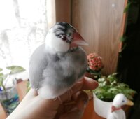 うちの桜文鳥が 毛の生え変わりの時期なのか 真っ黒だった頭の毛に白 Yahoo 知恵袋