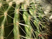 サボテンは基本的に直射日光に当てて良いのですか 真夏の Yahoo 知恵袋