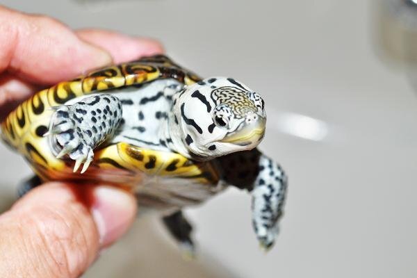 飼育 購入ができて海亀に似ている種類の亀はいますか 小さい頃からウミガメが大 Yahoo 知恵袋