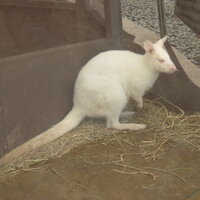 白い動物は 神様の使いですか いえ 生物学的に言うアルビノ Yahoo 知恵袋