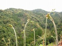 山から採ってきたワラビを自宅の畑で増やしたいんですが 何月がよろしいん Yahoo 知恵袋