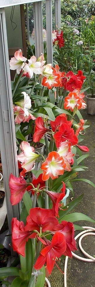 アマリリスの花が咲き終わり 伸び放題だった葉っぱも元気がなくなり枯れてき Yahoo 知恵袋