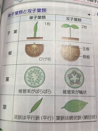 定期テスト間近 質問です 中１の理科についてです 植物のつくりにつ Yahoo 知恵袋