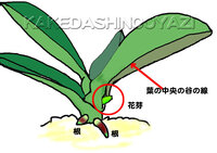 胡蝶蘭花咲きご根元3節目で切りました 花目が出てきて15ｾﾝﾁ程伸びてきました Yahoo 知恵袋