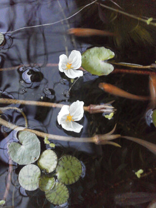 私はメダカをかっているのですがメダカの水槽に入れられて花の咲 Yahoo 知恵袋
