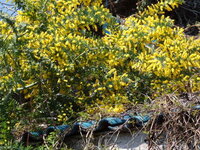 ベニシアさんの庭のミモザがとっても華やかな黄色で素敵でした 我が家の庭にも Yahoo 知恵袋