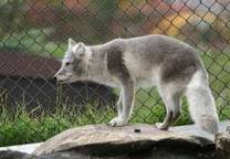 この動物の種類分かりますか 外見はキツネだけど色は灰 Yahoo 知恵袋