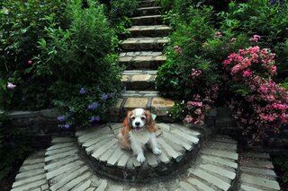 犬のフィラリアの薬と ノミダニよけの薬 両方とも飲み薬を飲ませて 副作用っ Yahoo 知恵袋