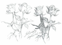 花 植物のデッサンの本を探してます 特にバラの花の描き方が詳しく描いてある様 Yahoo 知恵袋