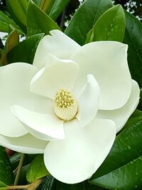 芳しいかおりの花は どんな花がかんばしいにおいの花ですか 教えてください Yahoo 知恵袋