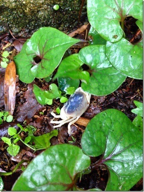 なんか横山公園と言う公園の近くの川でサワガニを捕獲しに行ったのですがなんと白 Yahoo 知恵袋