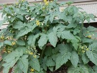 ミニトマトのミニ姫は わき芽を取りますか よろしくお願いします Yahoo 知恵袋