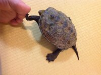 クサガメの威嚇 について 我が家で飼育しているクサガメについ Yahoo 知恵袋