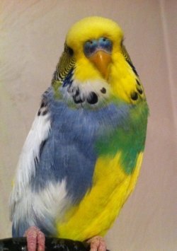 ようつべで、たまたまこんな色のセキセイインコを見つけたのですが
