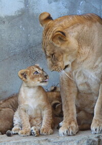 動物にも 親子間の愛情って あるものなのでしょうか 詳 Yahoo 知恵袋