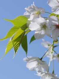 桜餅に使われている葉っぱの種類を教えてください 家の近くにある Yahoo 知恵袋