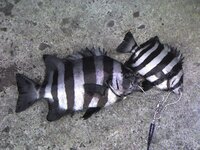 ヘチ釣りでシマダイを釣りたいのですが コツはありますか エサは何がいいですか Yahoo 知恵袋