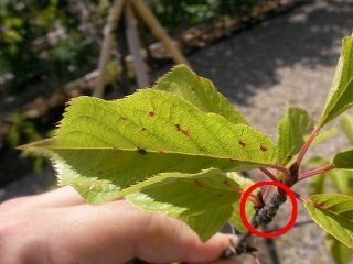 桜の葉の 赤い斑点上のモノ この症状は何でしょうか 病気あるいは Yahoo 知恵袋