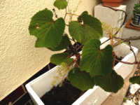 写真の植物は ヤマブドウ か ノブドウ でしょうか ヤマブドウな Yahoo 知恵袋