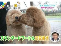 ジジとププ違いは何ですか Zipのジジとププですよね どちらも同じスタン Yahoo 知恵袋