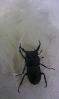 コクワガタの魅力とは 私は一番の理由は長寿 他 飼育スペースや餌の Yahoo 知恵袋