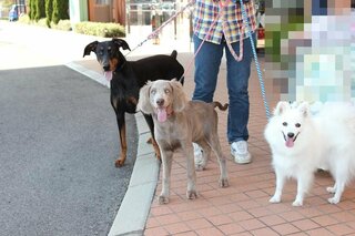 うちの犬は刺身のつまが大好きなんですがつまって犬にあげても大丈夫な Yahoo 知恵袋