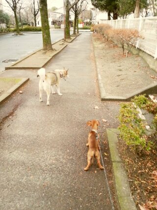 犬に 外出前 帰宅後 構ってはいけないというのをしつけ本でよくみます実際に犬 Yahoo 知恵袋