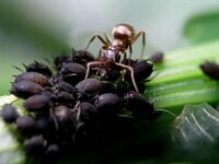 蟻何が好物なの アリは種類によって食べるものが様々です 多くのアリ Yahoo 知恵袋