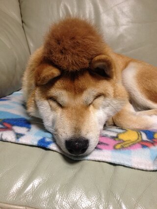 柴犬１歳 散歩帰りのハイテンションについてです 毎回ではないの Yahoo 知恵袋