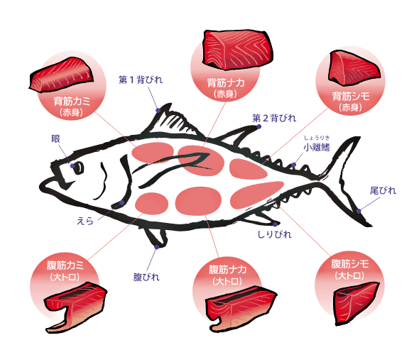 赤いマグロ と 白いマグロ の違いは何ですか スーパーで 本マグロの刺身 Yahoo 知恵袋