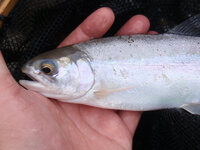 この魚はなんでしょうか 北海道の渓流で釣り上げたものなんで Yahoo 知恵袋
