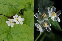 私は白い花に色水をつけて色を変える実験をやりました 見事 色をつけることができ Yahoo 知恵袋