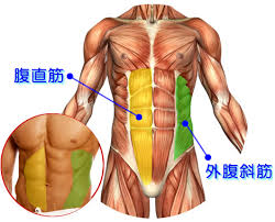 笑うだけで腹筋割れるってほんとなんですか 笑わなくても腹筋は生まれた時 Yahoo 知恵袋