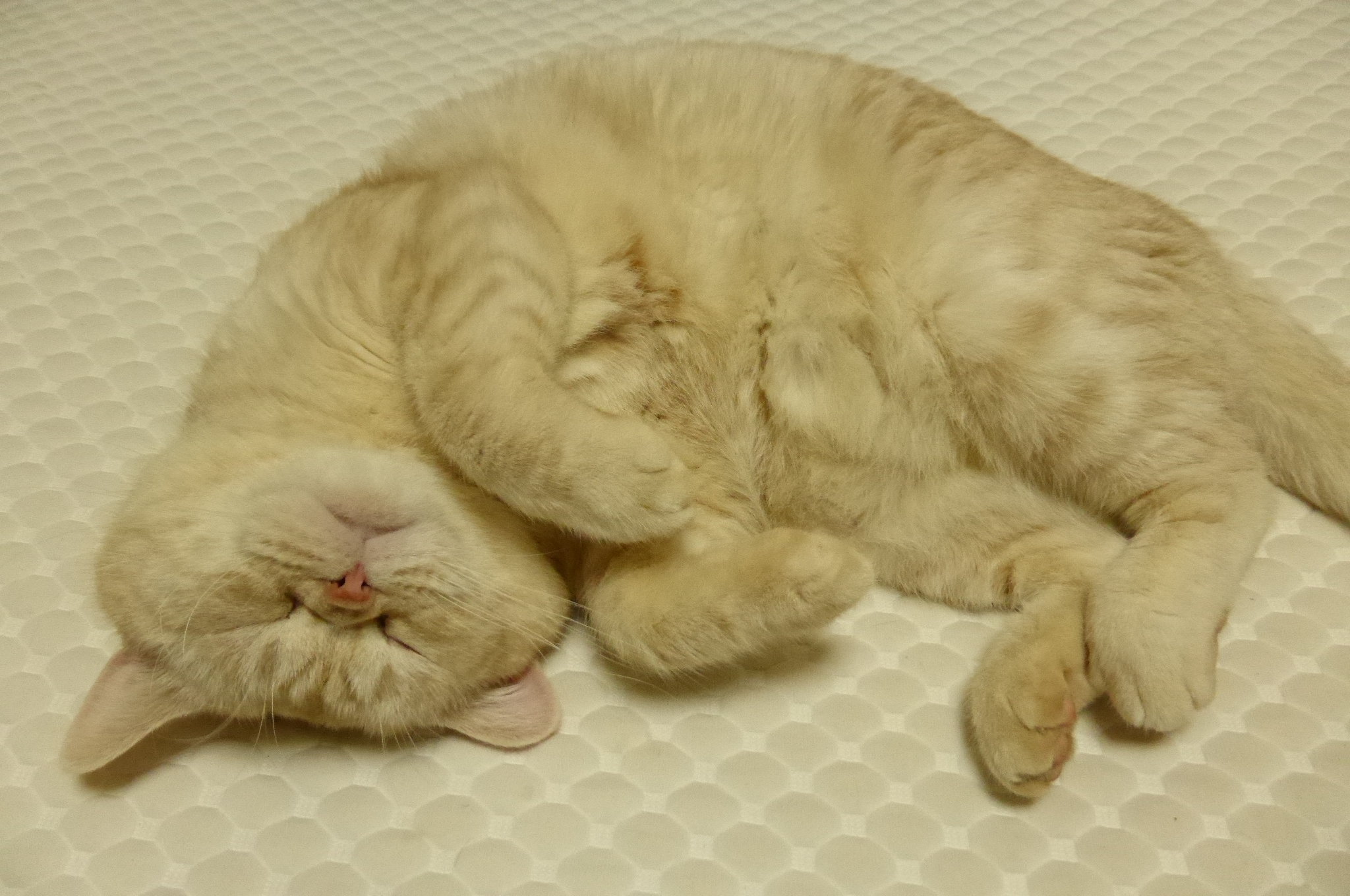 子猫のワクチン接種について本日、午前9時ごろに、子猫の3種混合 