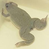 カエルの種類を教えて下さい 子供が取ってきましたが種類が気になります ネットで Yahoo 知恵袋