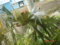 苔玉のコウモリランについて教えてください 最近 苔玉で吊るして Yahoo 知恵袋