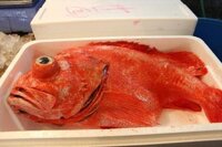 赤魚の西京漬けの赤魚って チヌって魚らしいんですが 青魚な Yahoo 知恵袋