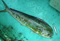 白身魚フライとは 何の魚ですか タラ ホキ メルルーサ ナイ Yahoo 知恵袋