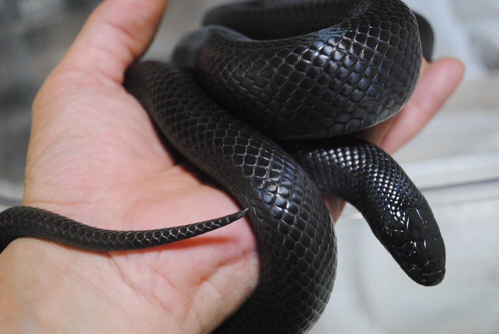黒い蛇をいつかペットで飼いたいなぁっと思ってます ペットとして飼 Yahoo 知恵袋