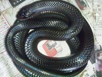 黒い蛇をいつかペットで飼いたいなぁっと思ってます ペットとして飼 Yahoo 知恵袋