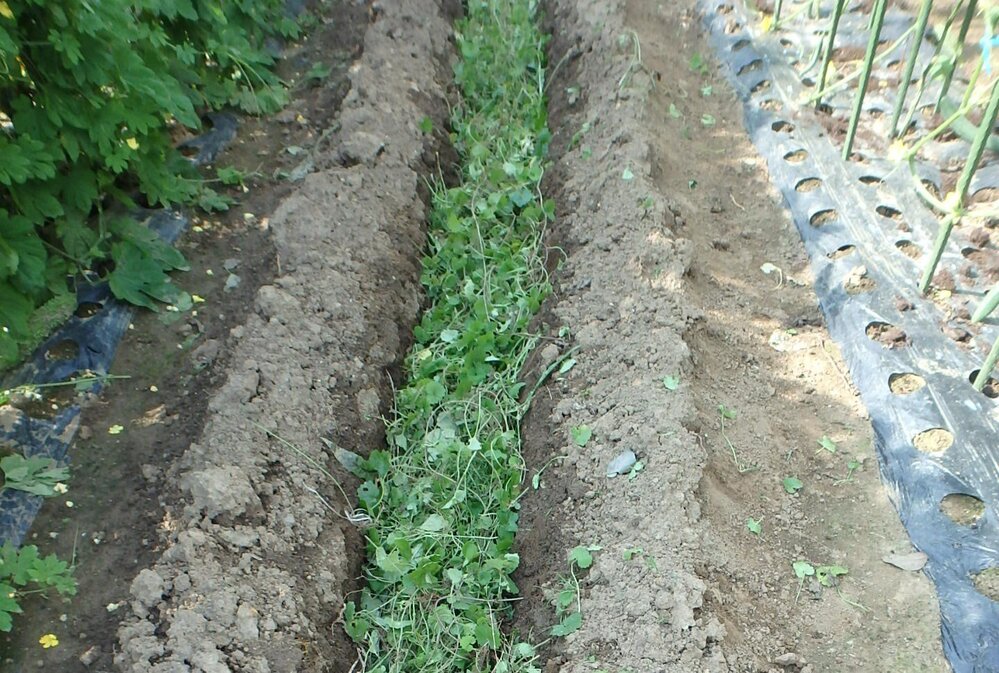 家庭菜園の畑で穫った雑草を、一月くらい乾燥させてら土に埋める