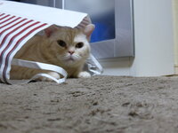 飼い猫がどうしてもお腹が空いたとき生魚をあげても 鮎など 大丈夫で Yahoo 知恵袋