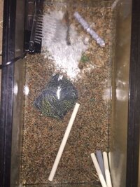 今 ウナギを飼う予定なのですが餌はミミズや小魚 モエビを何日に何回 どの位あ Yahoo 知恵袋