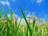 狐面について質問です 狐面が好きで自分で作ってみようと思ったので Yahoo 知恵袋