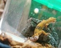 レオパというトカゲは ヒョウモン何とか ガッキーの飼ってるやつ と同 Yahoo 知恵袋