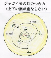 生物の質問です 栄養生殖の具体例で 塊茎 ジャガイモ 塊根 Yahoo 知恵袋