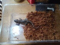 飼っているオビタイガーサラマンダーが餌と間違えてミズゴケを少したべてしまいまし Yahoo 知恵袋