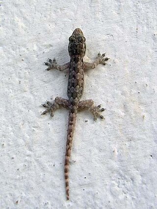 家の中にヤモリがいます 捕まえ方を教えてください さっき家の中 Yahoo 知恵袋