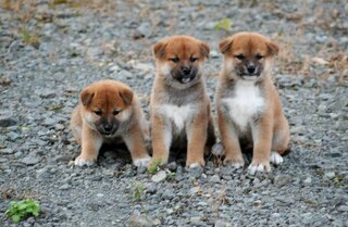 犬の血統書での名前 こんばんは 血統書付きのわんちゃんを飼って Yahoo 知恵袋